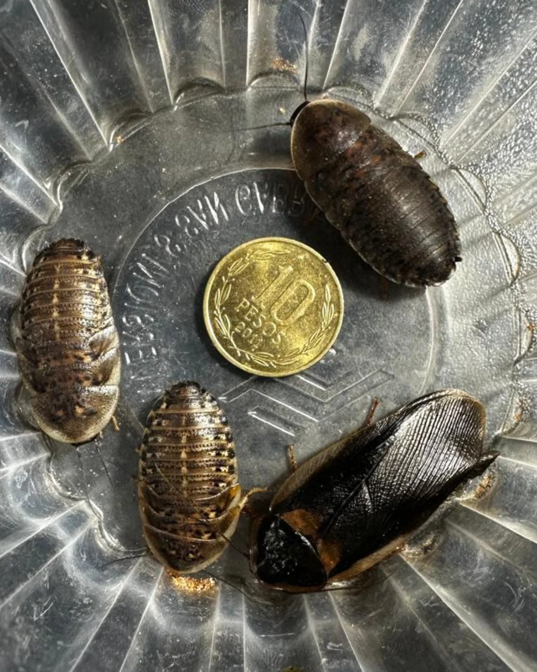 Blaptica dubia Grandes · más de 2 cm – 50 unidades de alimento vivo