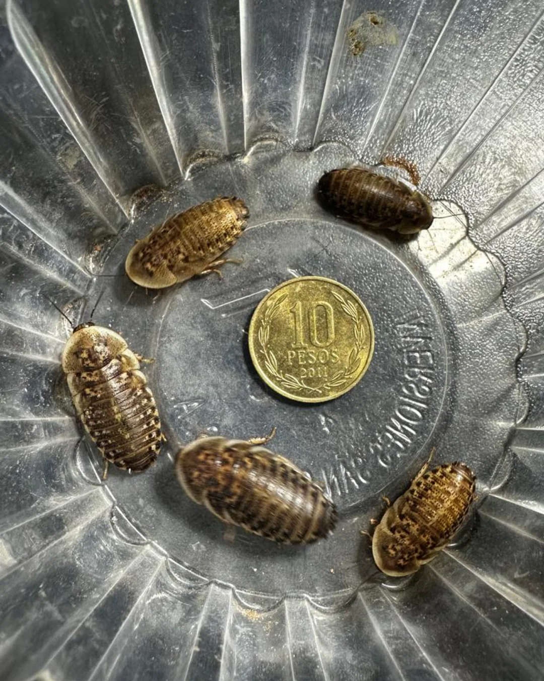 Blaptica dubia Medianas · 1 a 2 cm – 70 unidades de alimento vivo