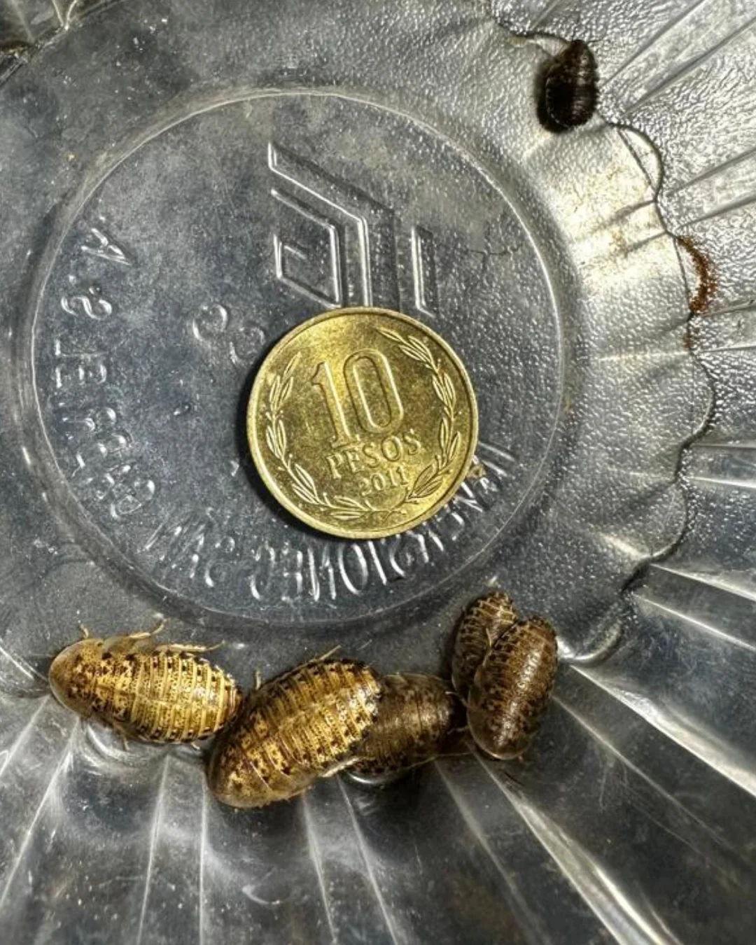 Blaptica dubia Pequeñas · hasta 1 cm – 120 unidades de alimento vivo